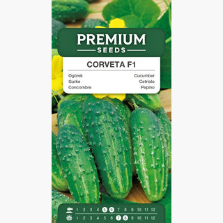 Gurke Corveta F1 - Früh, ertragreich, ohne Bitterkeit, ideal für Salate und Verarbeitung