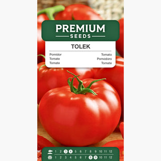 Tomate Tolek - Saftige und gigantische Früchte, äußerst ertragreich