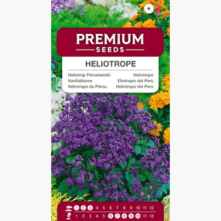 Vanilleblume - Angenehmer Vanilleduft Im Garten - Heliotropium arborescens
