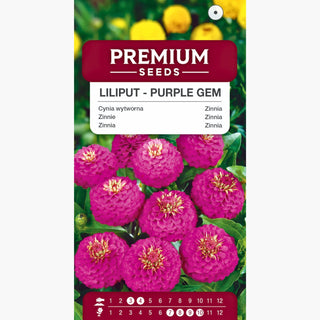 Zinnie - Liliput Purple Gem - Dichte Gefüllte Blüten In Violett - Zinnia elegans