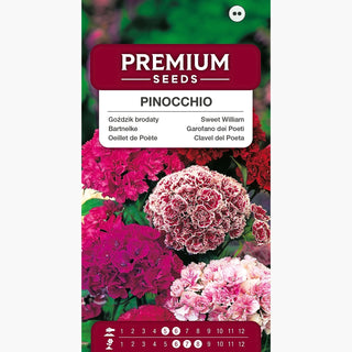 Zwerg Bartnelke - Pinocchio - Gefüllte Mischung - Üppige Zwergblütenpracht - Dianthus barbatus