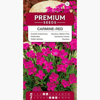 Heidenelke - Karminrot - Auffallend Rote Blüten - Dianthus deltoides