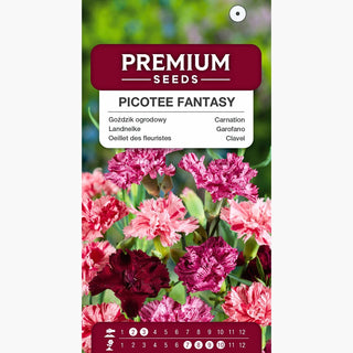 Landnelke - Picotee Fantasy Mischung - Auffällige Bunte Farbmozaik - Dianthus caryophyllus