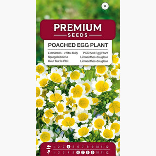 Spiegeleiblume - Bienenfreundliche Pflanze, Reichblühend - Limnanthes douglasii