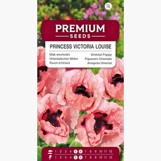 Orientalischer Mohn - Princess Victoria Louise - Rosa Blickfang Für Staudenbeete - Papaver orientale