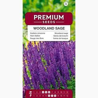 Hain-Salbei - Honigproduzent und trockenheitsresistent, einfach zu kultivieren, reich blühend - Salvia nemorosa l.