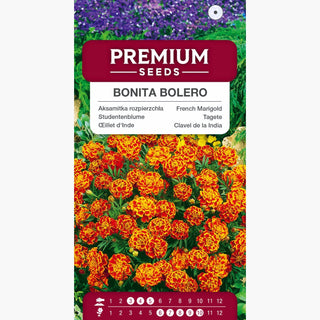Studentenblume Bonita Bolero - Lange und reichliche Blüte von Sommer bis Herbst - Tagetes patula