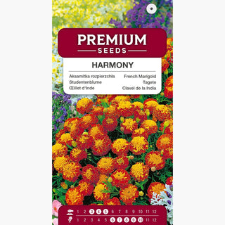 Studentenblume Harmony - Zweifarbige Blumen, lange Blütezeit, ideal für Gärten und Behälter - Tagetes patula