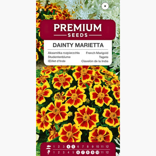 Studentenblume - Dainty Marietta - Blüht Bis Zum Ersten Frost - Tagetes patula
