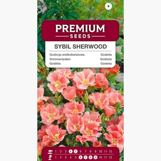 Sommerazalee - Sybil Sherwood - Helle Elegante Blüten Mit Großen Glocken - Godetia grandiflora