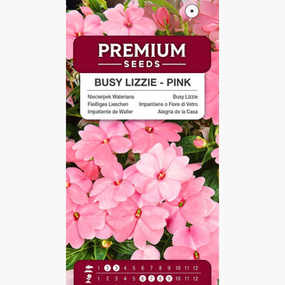 Fleißiges Lieschen - Rosa - Ideal Für Balkon Und Beete - Impatiens walleriana
