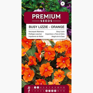 Fleißiges Lieschen - Orange - Attraktiver Farbkontrast - Impatiens walleriana