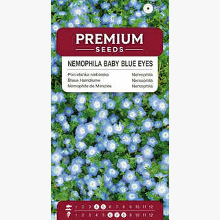 Blaue Hainblume - Zarter Blauton Für Balkon Und Beete - Nemophila menziesii