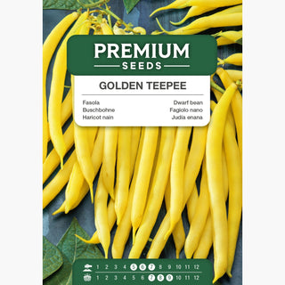 Buschbohne Golden Teepee - Unglaublich lecker, fleischige, faserfreie Hülsen