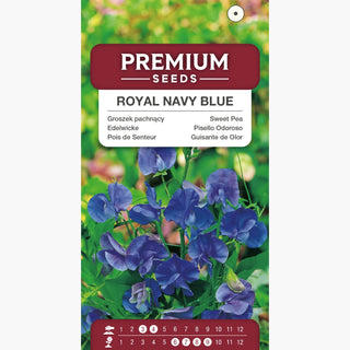 Edelwicke - Royal Navy Blue - Schöne Dunkle Blüten Für Beete - Lathyrus odoratus