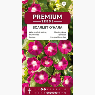 Prunkwinde - Scarlet O'Hara - Romantisches Highlight Im Garten - Ipomoea nil