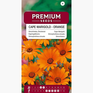 Kapringelblume - Orange - Trockenheitsresistent, Sonnentolerant - Dimorphotheca sinuata