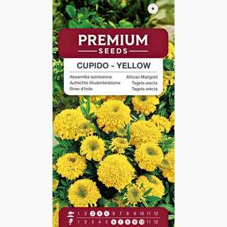 Zwerg Aufrechte Studentenblume - Cupido Gelb - Sonniger Farbtupfer Im Garten - Tagetes erecta