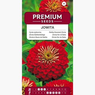 Zinnie Dahlienblütige Jowita - Hohe, intensiv rote Blumen, für Beete und Schnittblumen - Zinnia elegans