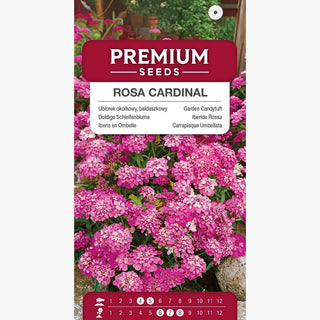 Doldige Schleifenblume - Rosa Cardinal - Perfekt Für Beete, Balkon Und Kübel - Iberis umbellata