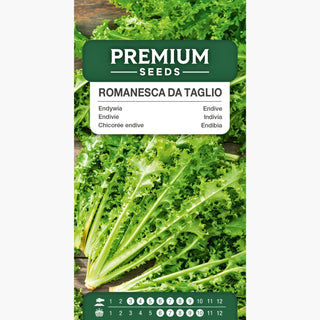 Endivie Romanesca Da Taglio - Außergewöhnlich lecker – milde, leicht bittere Note - Cichorium endivia