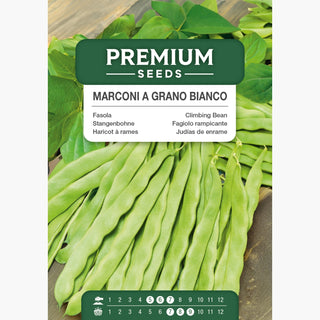 Stangenbohne - Marconi A Grano Bianco - Mammuttyp, Große Fleischige Hülsen