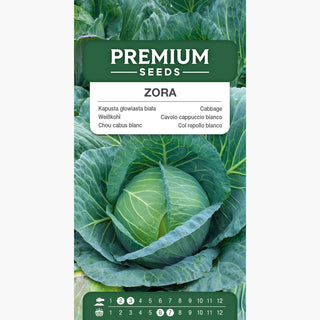Weißkohl Zora - Frühe Ernte, Zarter Geschmack