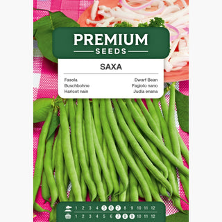 Buschbohne - Saxa - Frühe Ernte, Schnell Reifend
