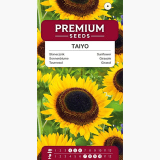 Sonnenblume - Taiyo - Majestätisches Wachstum, schöner Hintergrund für Beete, ideal für Sträuße - Helianthus annuus
