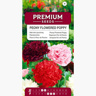 Päonienmohn Mischung - Ein farbenprächtiges Schauspiel, volle Blumen, leicht zu kultivieren - Papaver paeoniflorum