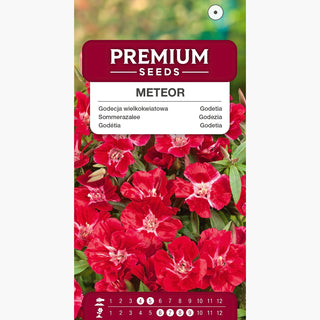 Sommerazalee - Meteor - Intensiver Karminroter Blüheffekt - Godetia grandiflora