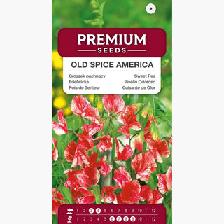 Edelwicke - Old Spice America - Lange Blütezeit, Eindrucksvolle Kletterpflanze - Lathyrus odoratus