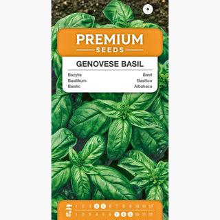 Basilikum Genoveser - Ausgeprägtes Aroma, einfache Kultivierung, gesundheitsfördernde Eigenschaften - Ocimum basilicum