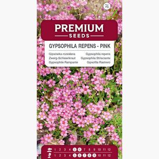 Zwerg-Schleierkraut - Rosa - Warmer Pastellfarbener Beetrand - Gypsophila repens