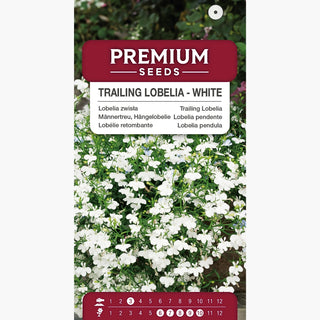 Männertreu, Hängelobelie - Weiß - Elegante Zierde Für Terrasse Und Balkon - Lobelia pendula