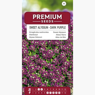 Steinkraut - Dunkelviolett - Blüht Den Ganzen Sommer - Lobularia maritima