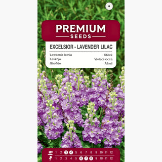 Levkoje - Excelsior Lavender Lilac - Romantische Blütenpracht - Matthiola incana