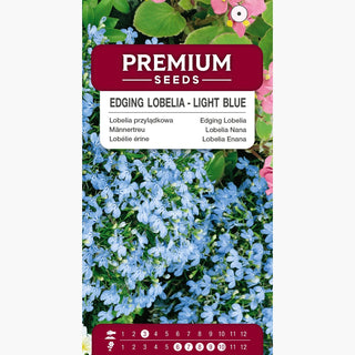 Männertreu - Hellblau - Belebt Kompositionen Mit Pastellton - Lobelia erinus