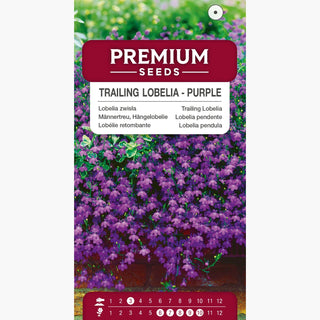 Männertreu, Hängelobelie - Violett - Reich Blühend, Besonders Langlebig - Lobelia pendula