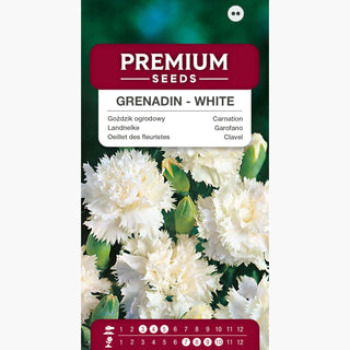 Landnelke - Grenadin White - Widerstandsfähig Gegen Wechselhaftes Wetter - Dianthus caryophyllus