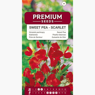 Edelwicke - Scharlachrot - Scharlachrote Blütenpracht Für Pergolen - Lathyrus odoratus