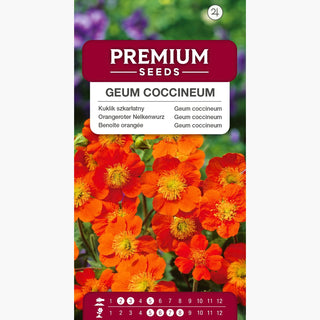 Orangerote Nelkenwurz - Leuchtendrotes Gartenjuwel - Geum coccineum