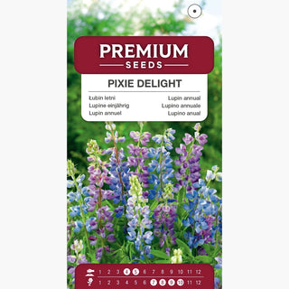 Lupine einjährig - Pixie Delight - Üppige Sommerblüte - Lupinus hartwegii