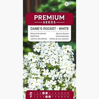 Nachtviole Weiße - Paradies für Schmetterlinge und Bienen - Hesperis matronalis