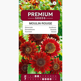 Sonnenblume Moulin Rouge - Blitzschnelle Metamorphose der Beete! - Helianthus annuus