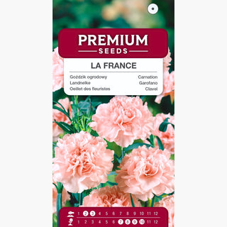 Landnelke - La France - Zartrosafarbene Gefüllte Blüten - Dianthus caryophyllus