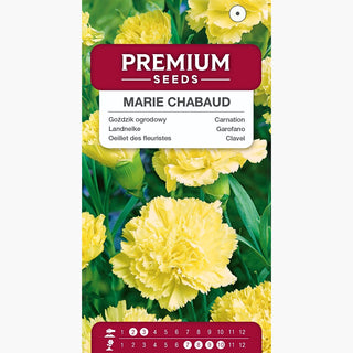 Landnelke - Marie Chabaud - Hellgelbe Blüte, Perfekt Als Schnittblume - Dianthus caryophyllus