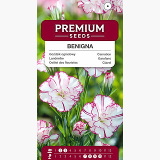Landnelke - Benigna - Ideal Für Schnittblumen - Dianthus caryophyllus