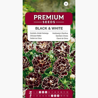 Chineser-Nelke - Black & White - Elegante Zweifarbige Chinesische Nelke - Dianthus chinensis var heddewigii