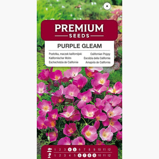 Kalifornische Mohn - Purple Gleam - Auffallend Schöne Blütenkelche - Eschscholzia californica